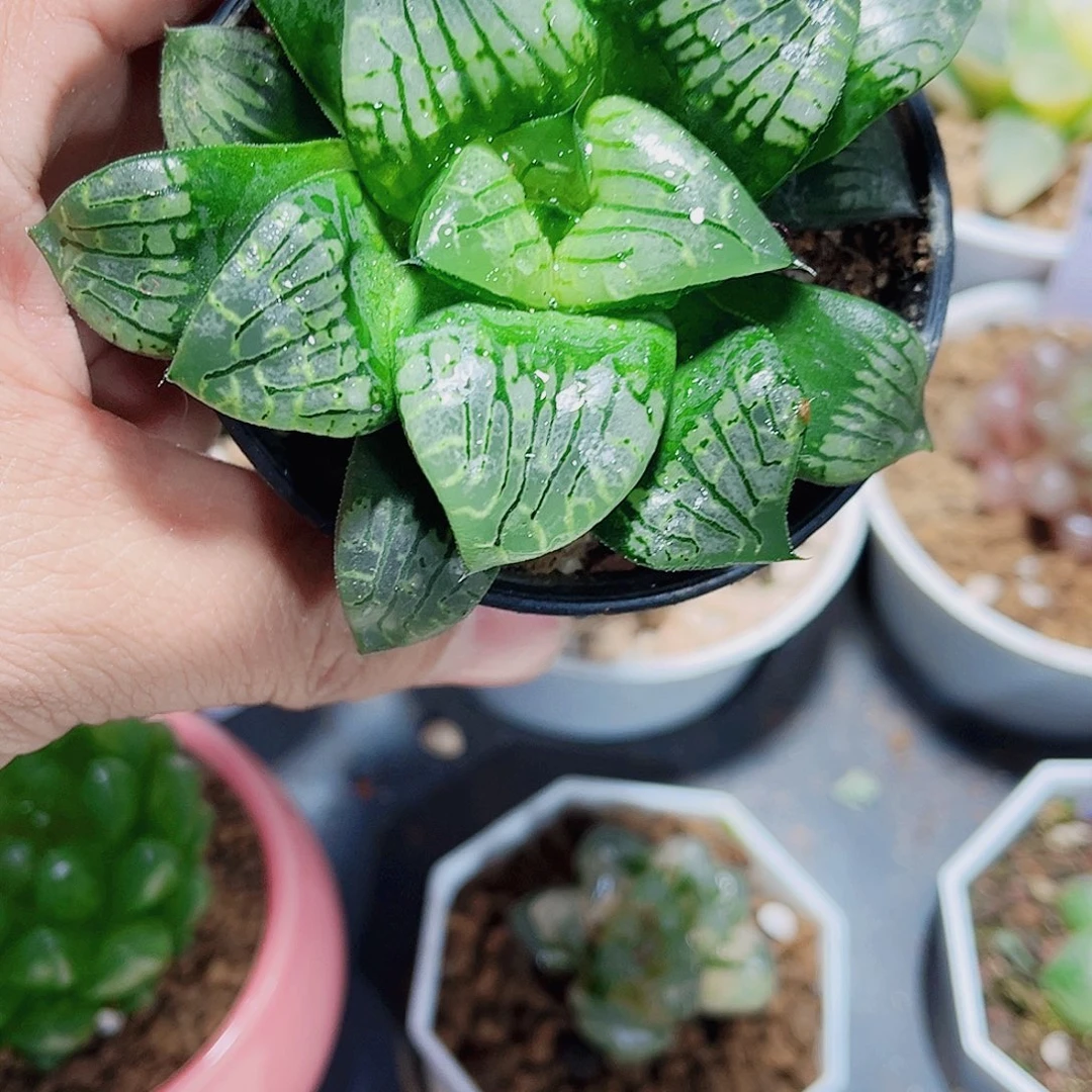 画皮寿精品十二卷