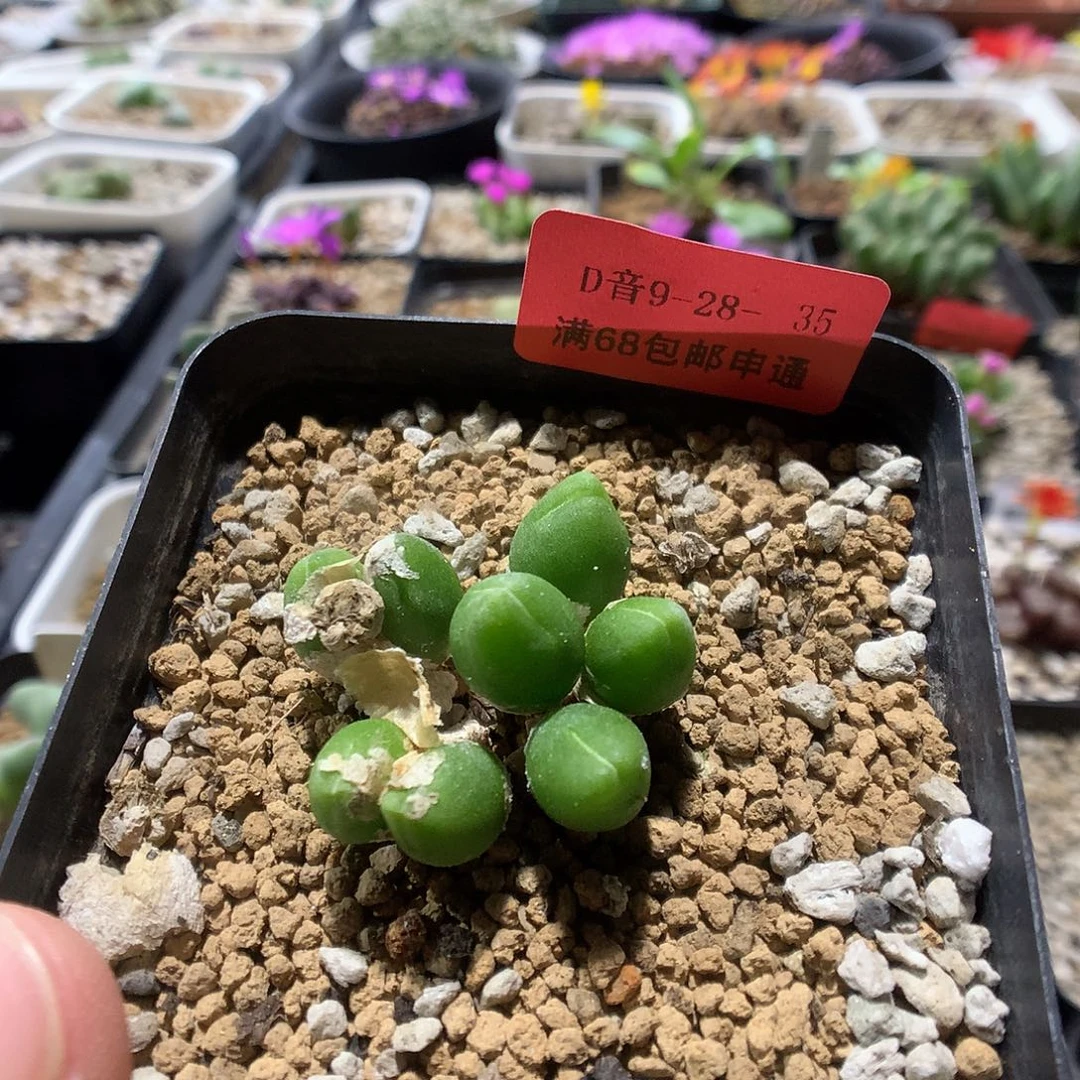 9-28-35      胡桃玉