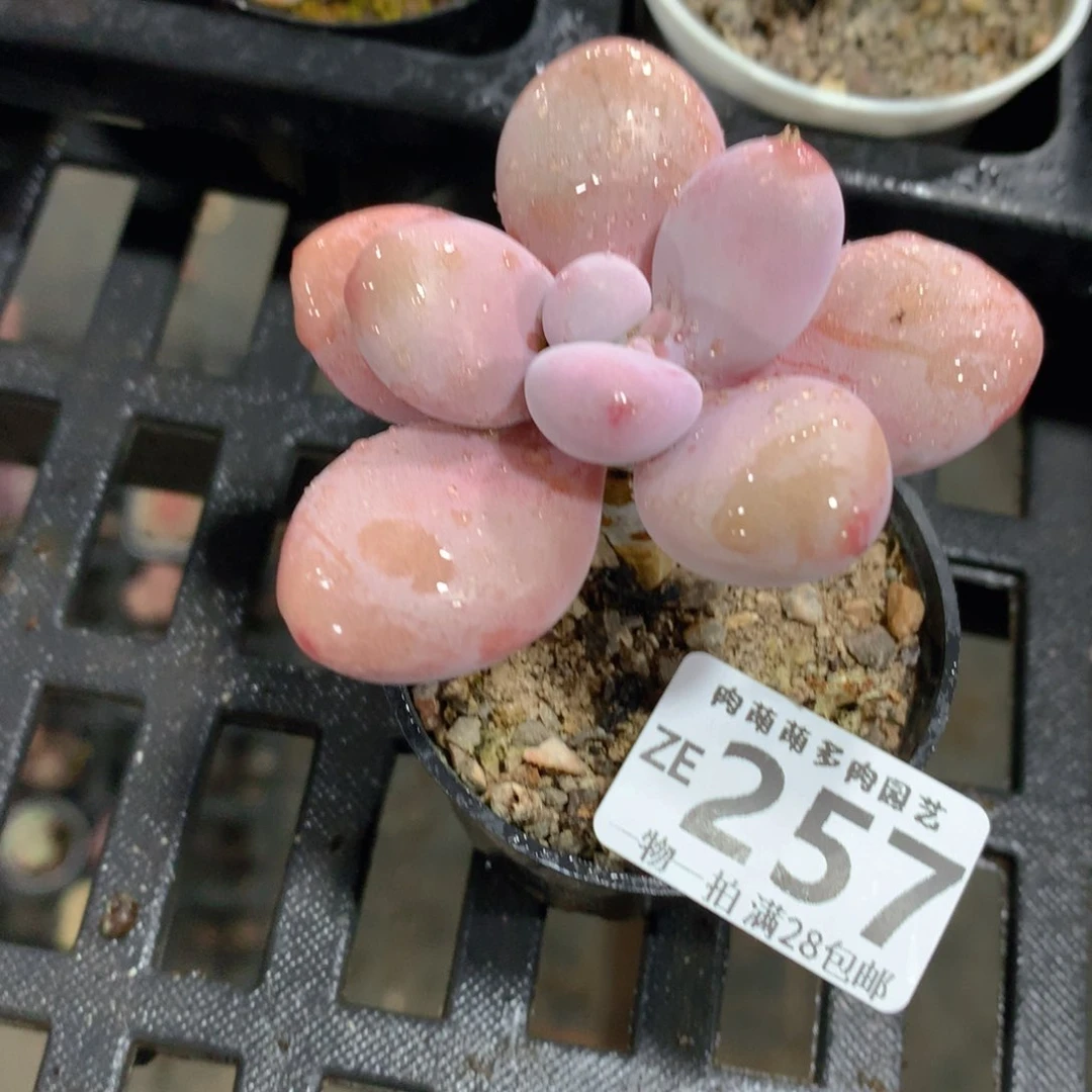 肉萌萌拇指盆精控多肉ZE257