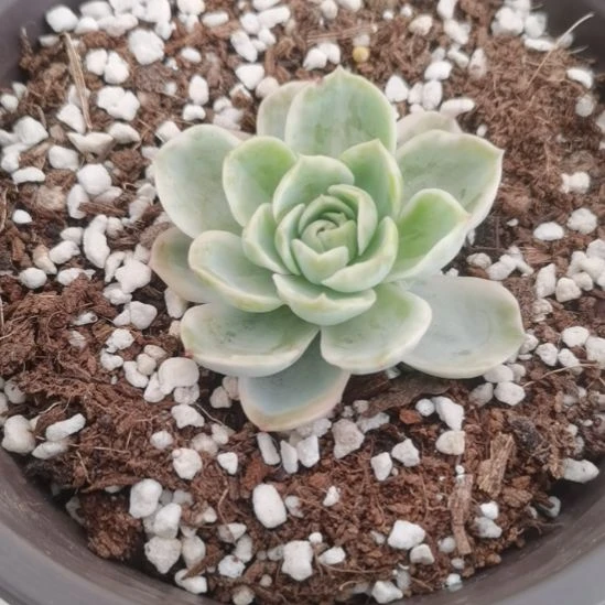 哈密瓜白覆轮锦多肉植物