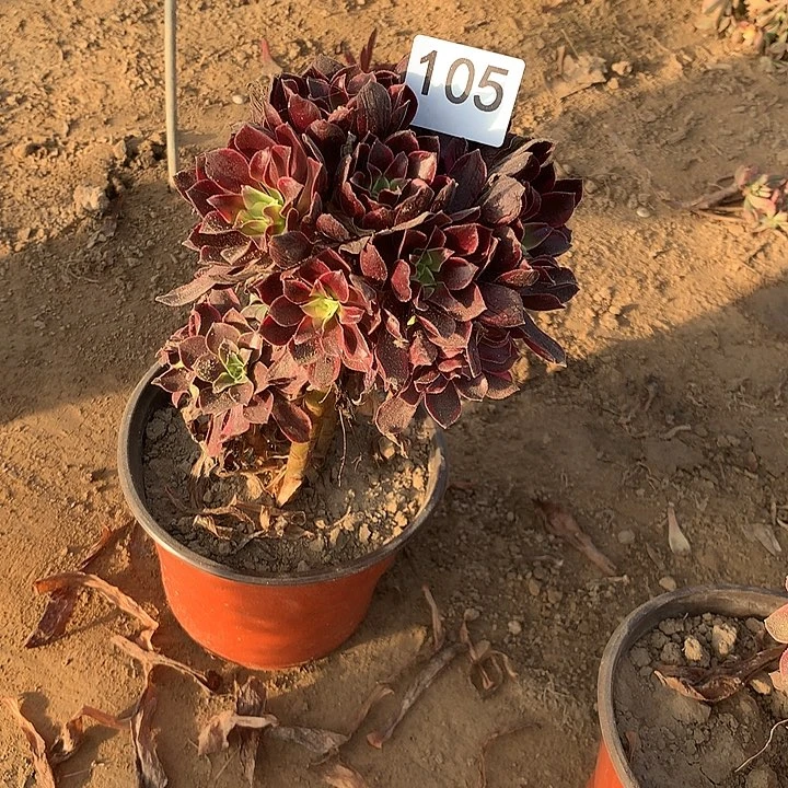 无花朵105金丝缺棒棒糖南