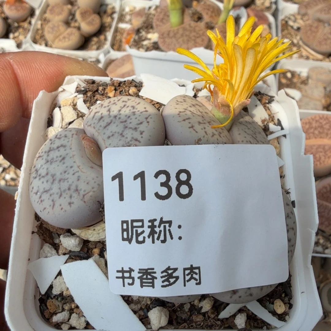 奶*～多肉植物多肉植物多肉植物