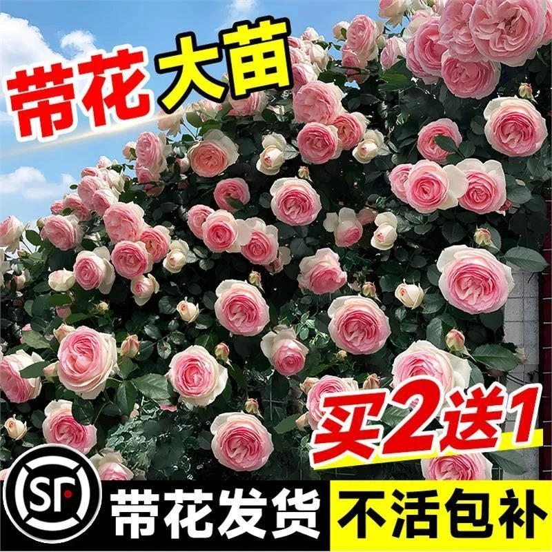 1米8母本蔷薇花苗月季爬藤植物浓香四季开花爬墙藤本室外花卉盆栽