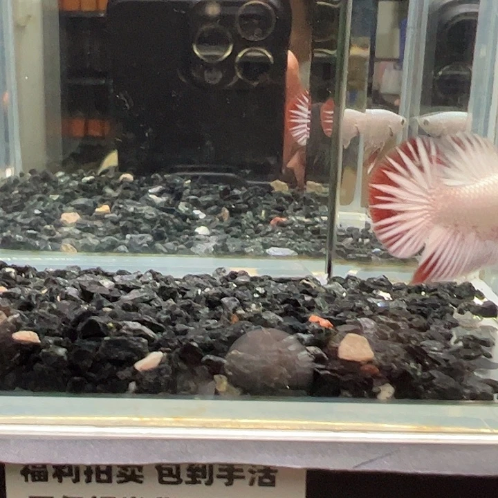 斗鱼竞拍跑单拉黑16日58