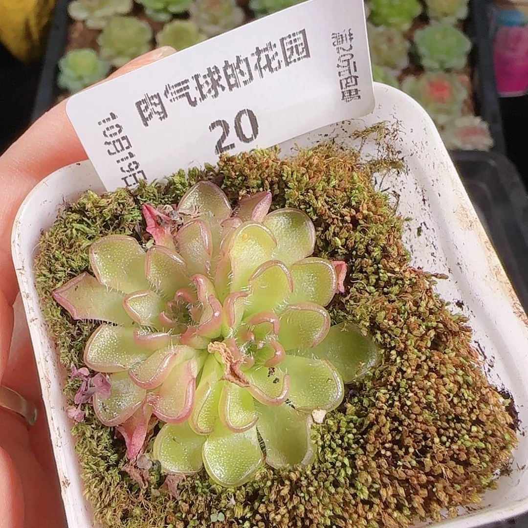 1019—20肉气球赛题