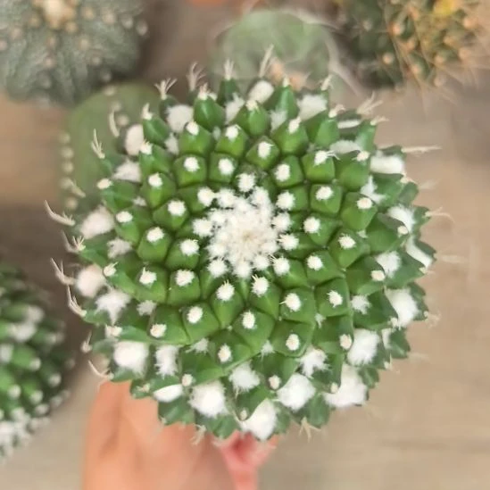 实生雪糕直径8。。。。。。。