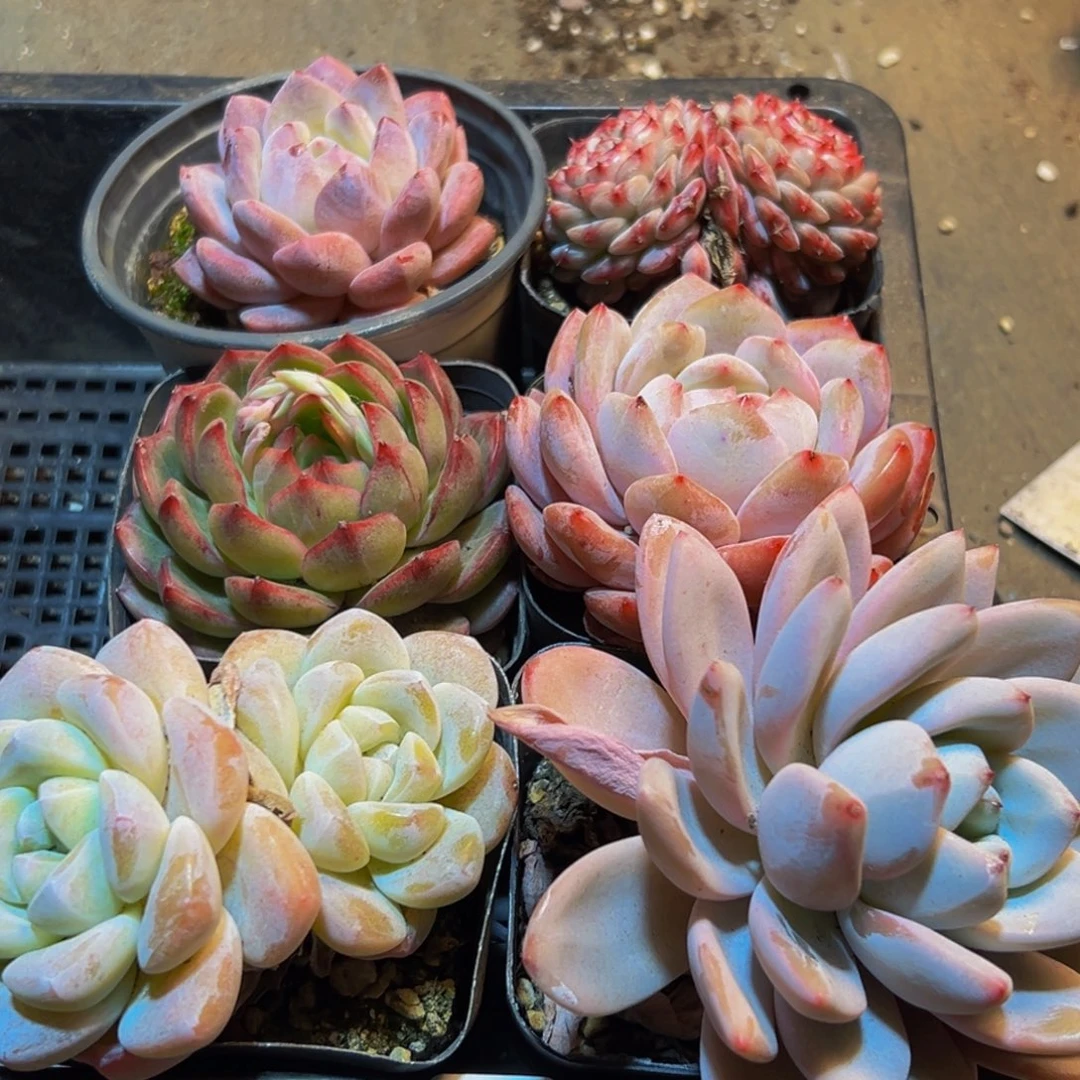 837多肉葡萄的价格是