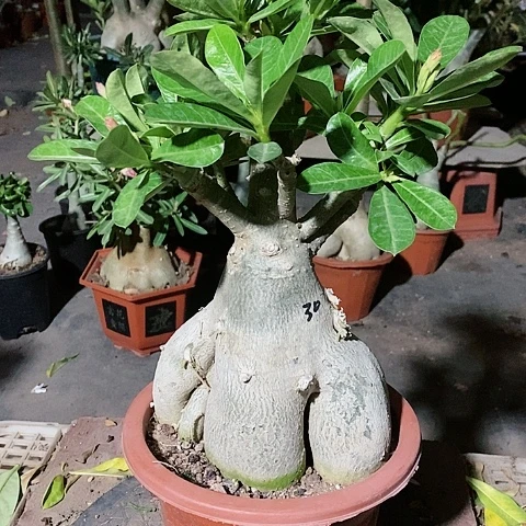 【闪购商品】无花朵鑫*