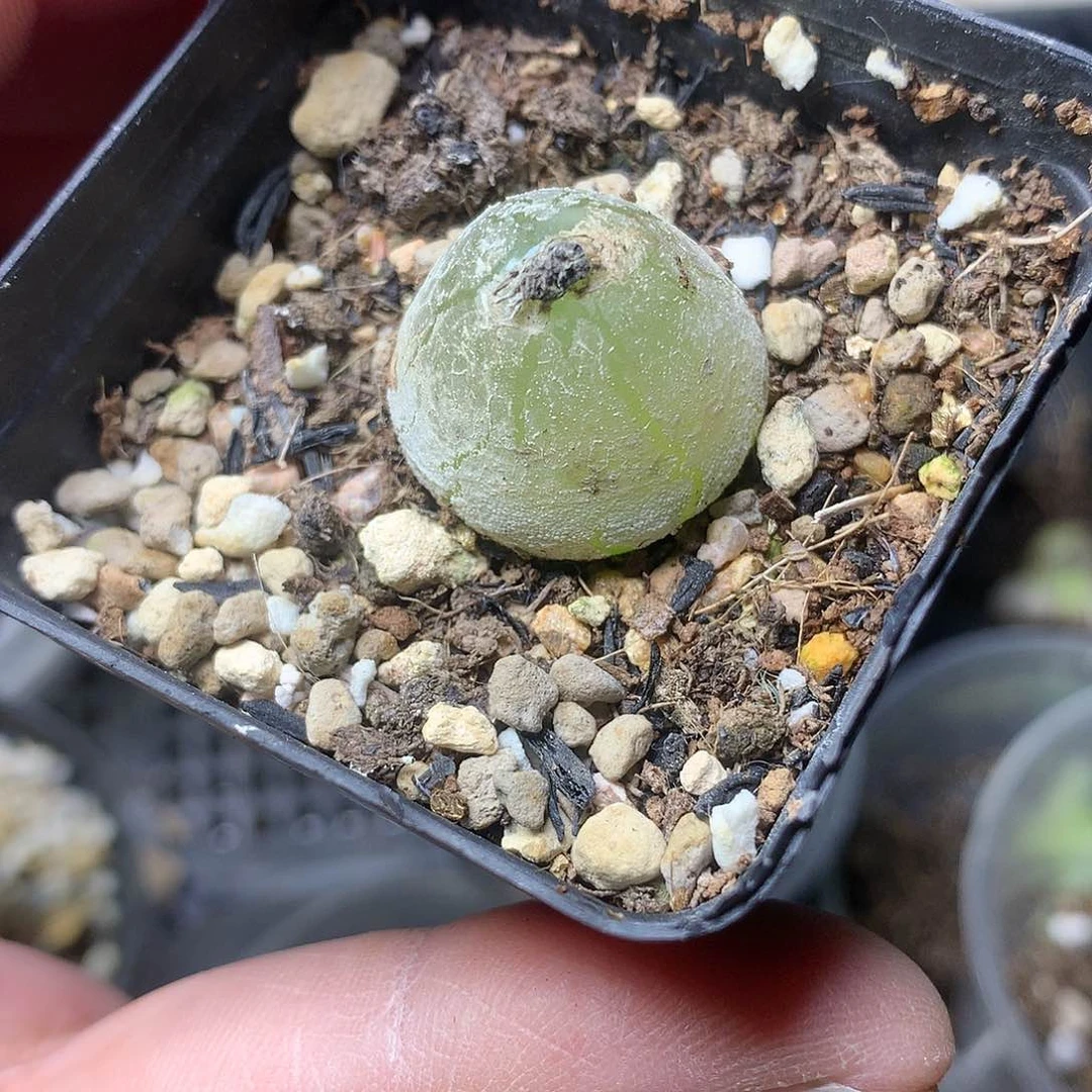 E236多肉植物保护
