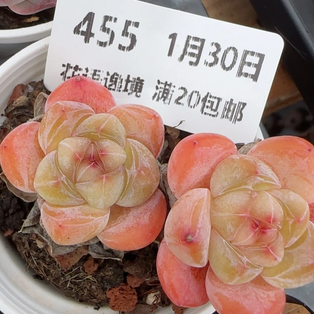 花语逸镜0130-455