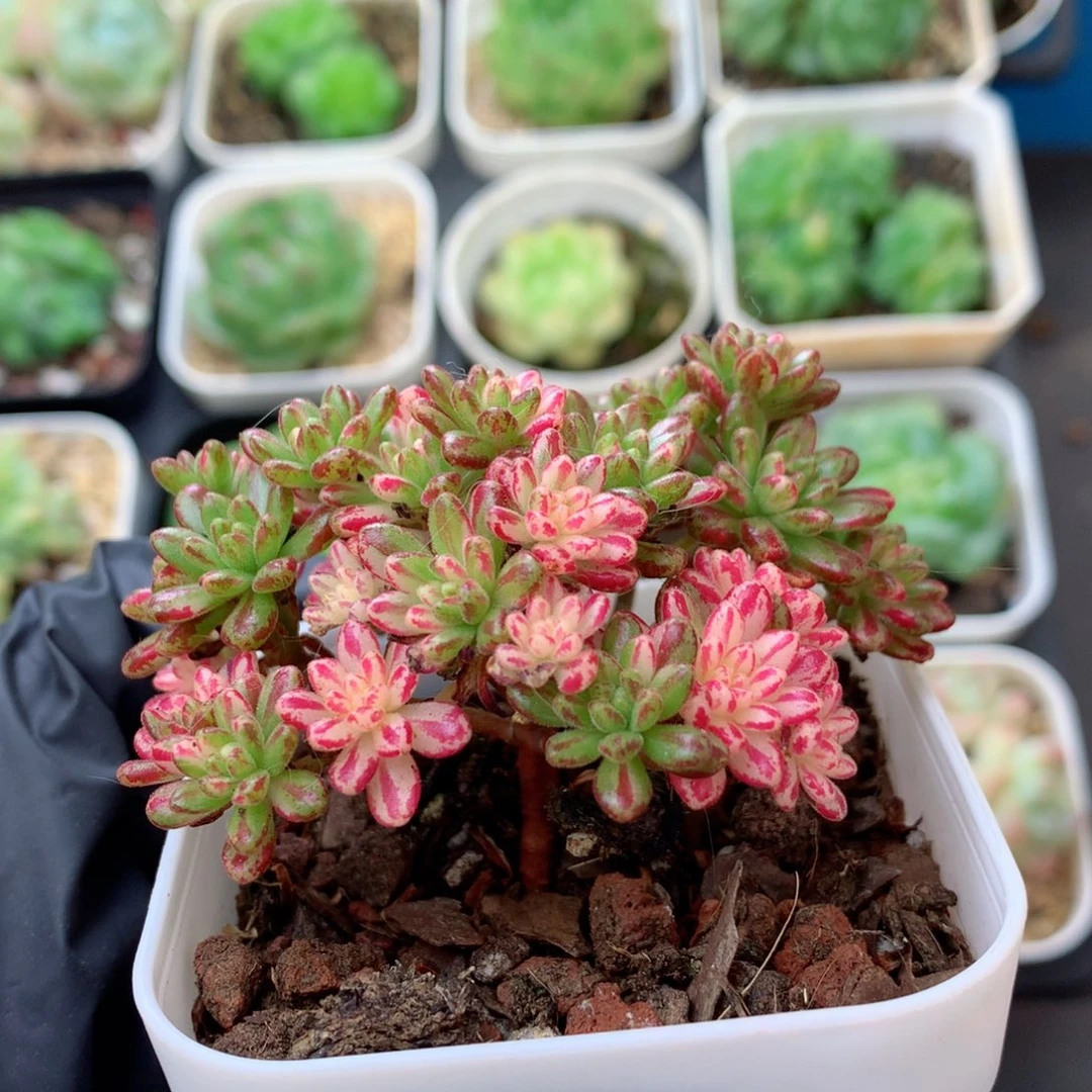58包邮  群生不包整106