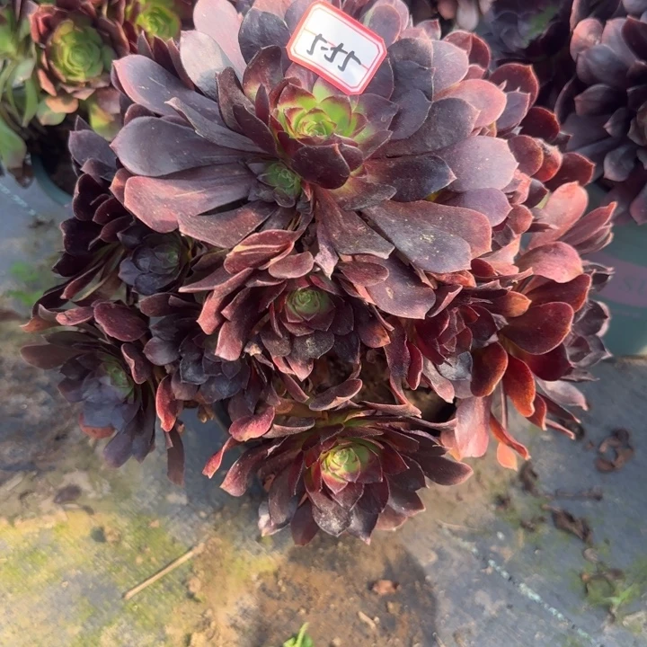 5-55赤焰莲多肉不包售后