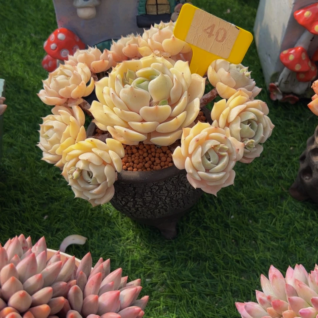 四****开手捧花小老桩劳拉