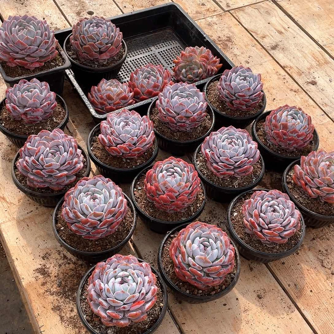 丫***_多肉植物多肉植物