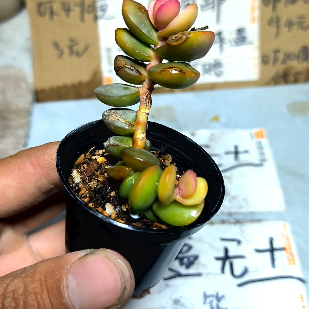 满6元包邮，水泡老庄像钱串无售后