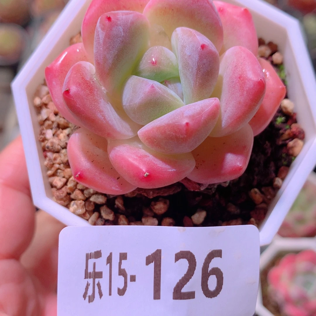 乐然15-126 瑶雪单头