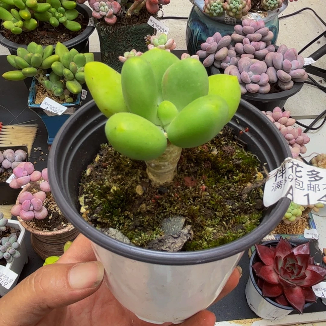 1428芒果奶4cm多肉