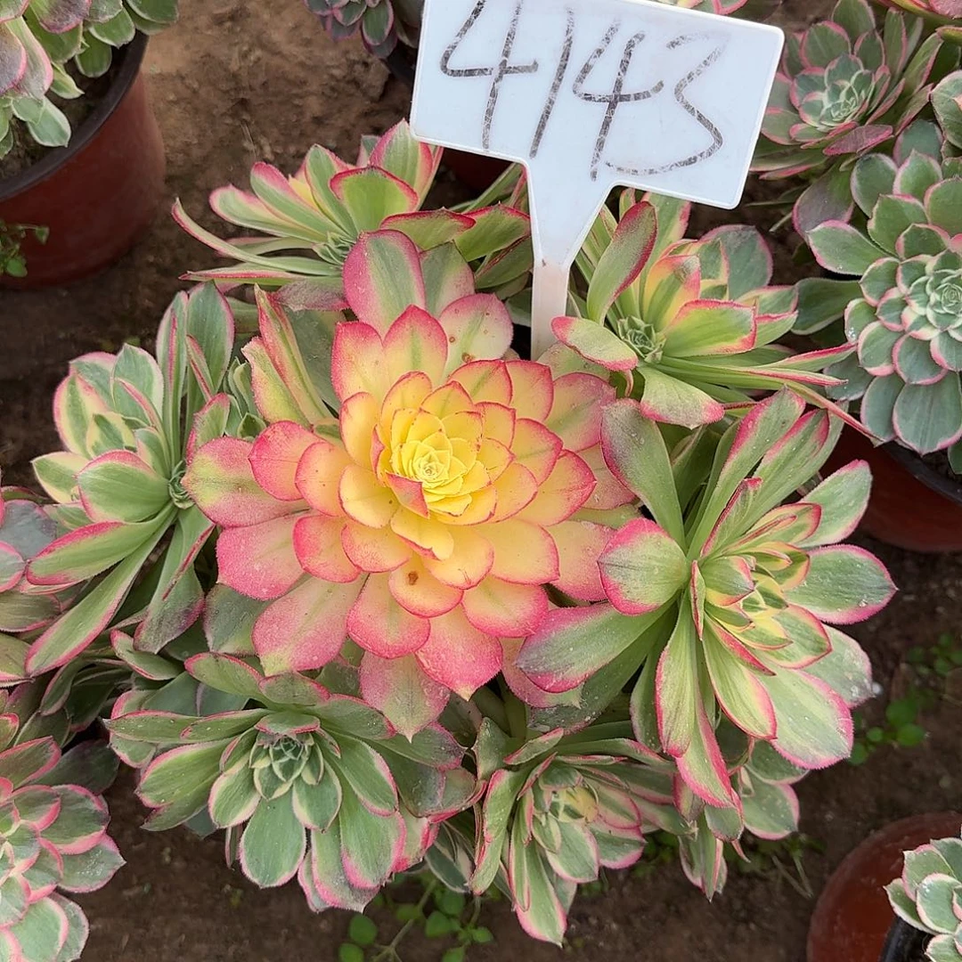 4143万紫千红多肉法师多肉