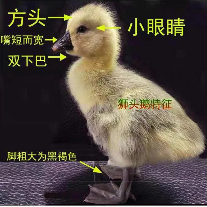 宠物鸭特大种狮头鹅2-3两包邮保活到家
