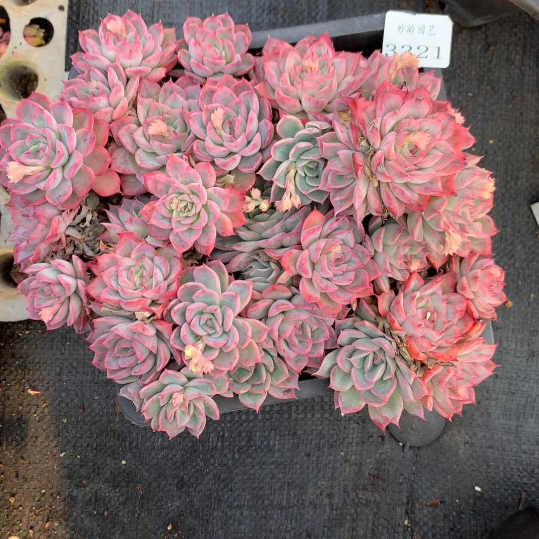 3321不包整散掉头介意不拍21厘米