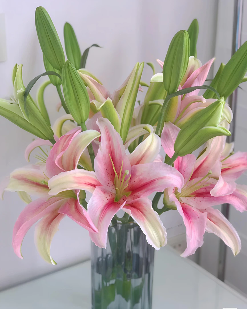 《超级索尔邦》粉色系大型香水百合  产地直发 顺丰包邮