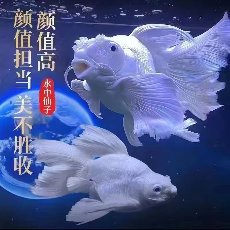 正宗台湾白色短球体石膏白好养耐活高端大气活体发货