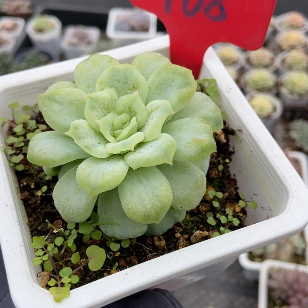 968泡泡纱多肉植物多肉