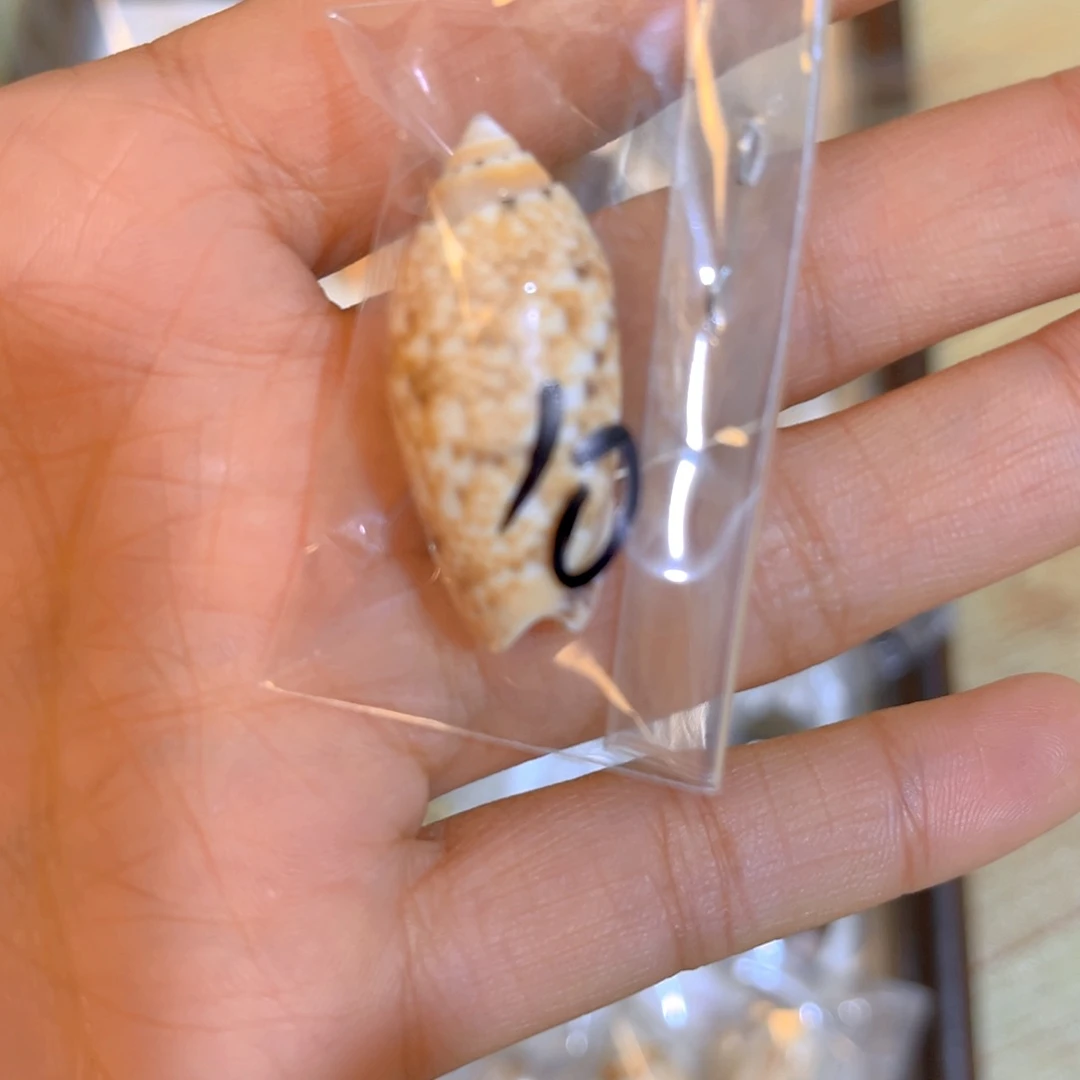 大理石磁石动***子天然贝壳海螺批发零售