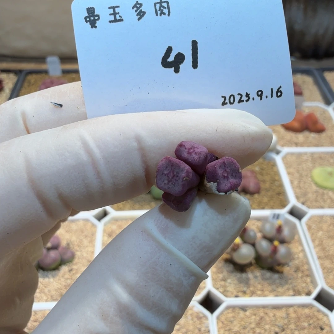 多肉多肉多肉9.16-041