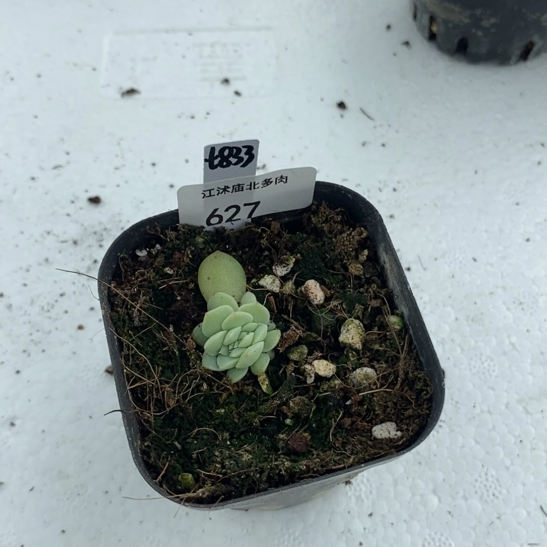 ?****?627号833大嘴巴一个