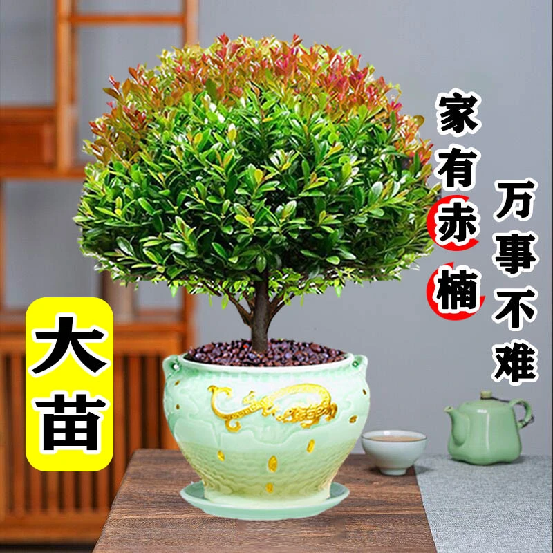 大老桩小叶赤楠盆景植物金丝楠木室内花卉盆栽办公室四季好养绿植