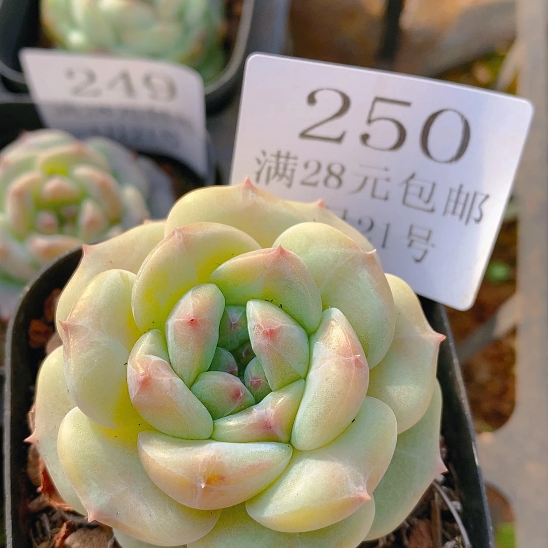 【闪购商品】云250