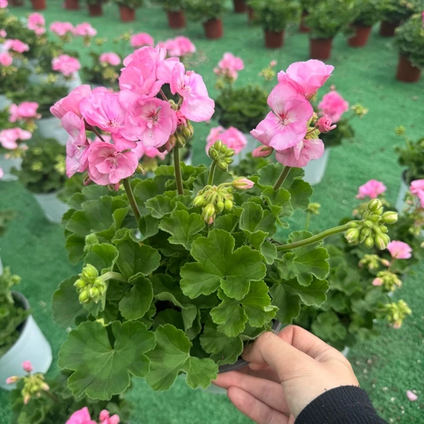 【天竺葵】艾米莉亚～冠幅小，分枝多，后期容易爆花