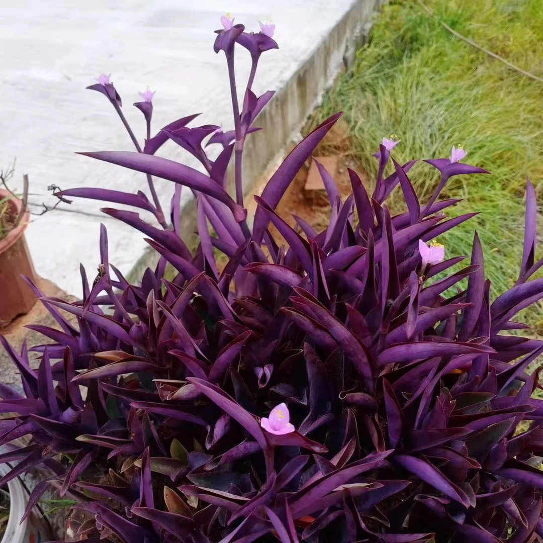 室外室内花卉绿植盆栽紫色吊兰紫竹梅紫罗兰喜光好养植物鸭芷草