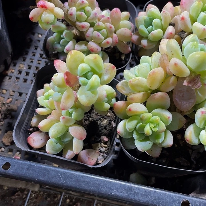 6.5方罗琦带盆土发