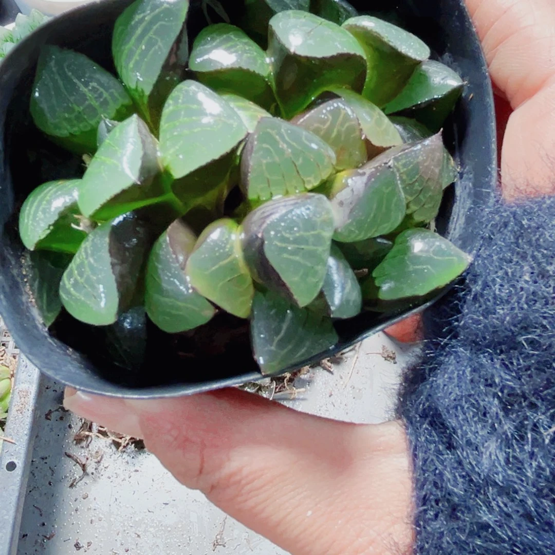 『***』日月潭多肉植物6666