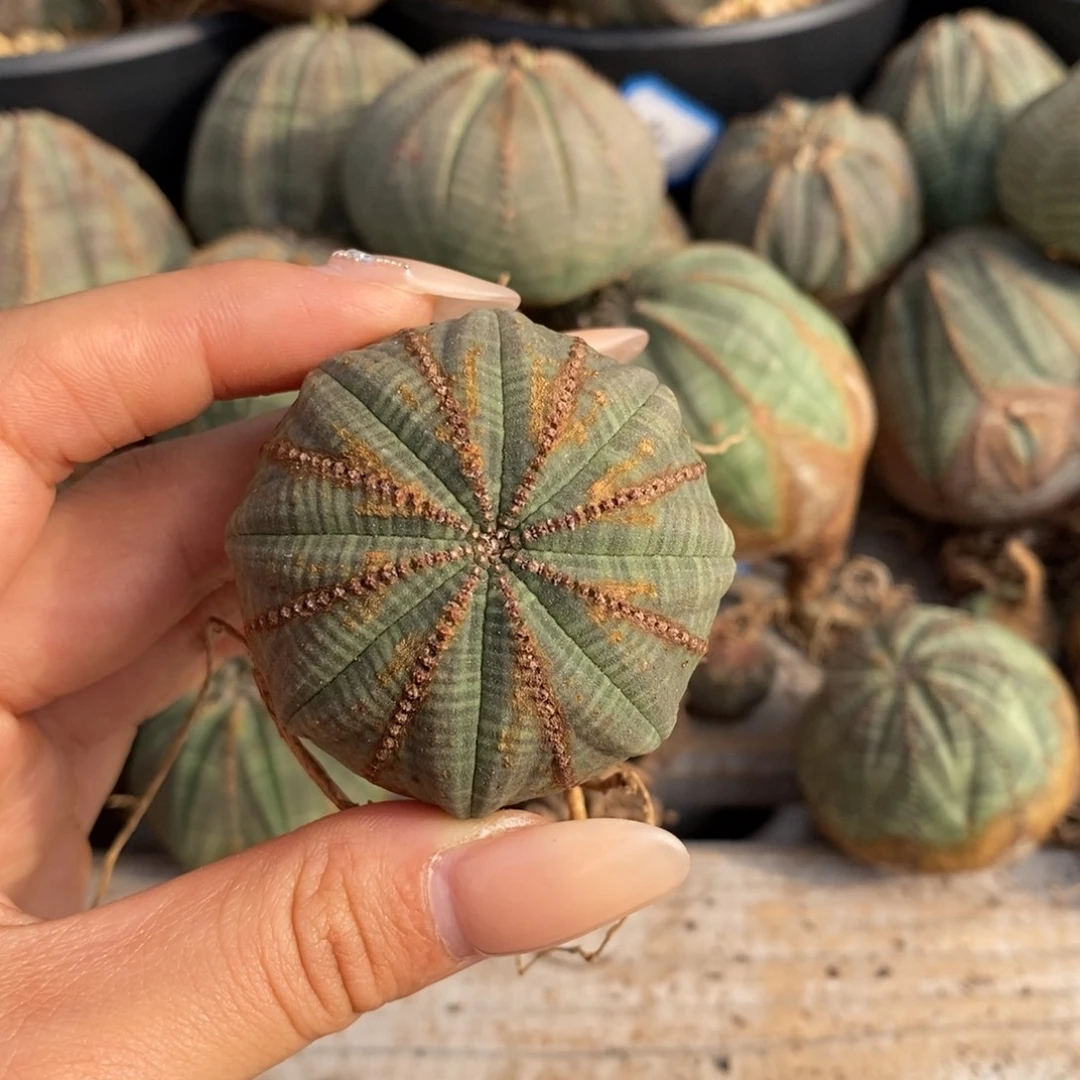 25欧系实生布纹球一物一拍