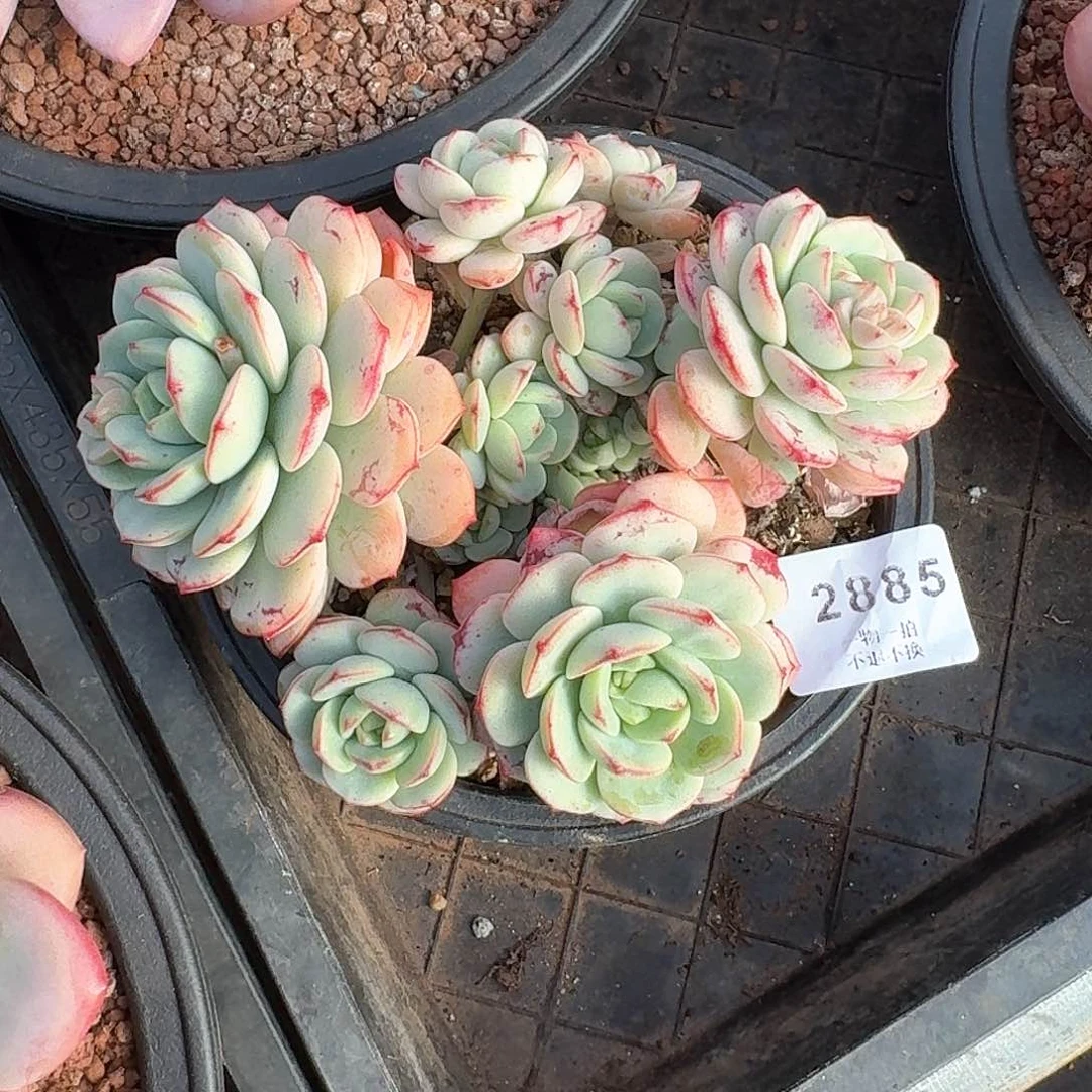 吴2885号香草多肉