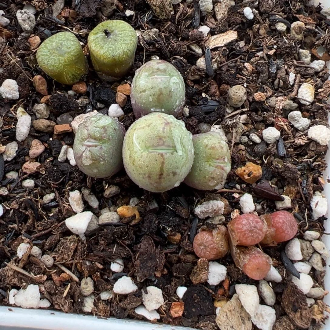 1.16好看的多肉144