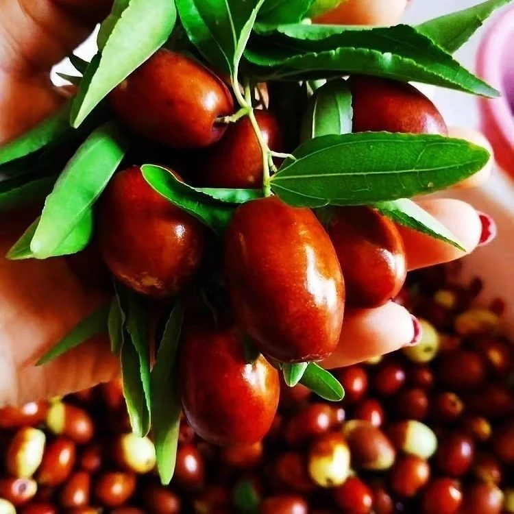 枣树活苗原盆原土发货带花带果当年结果南北方可种植盆栽地栽