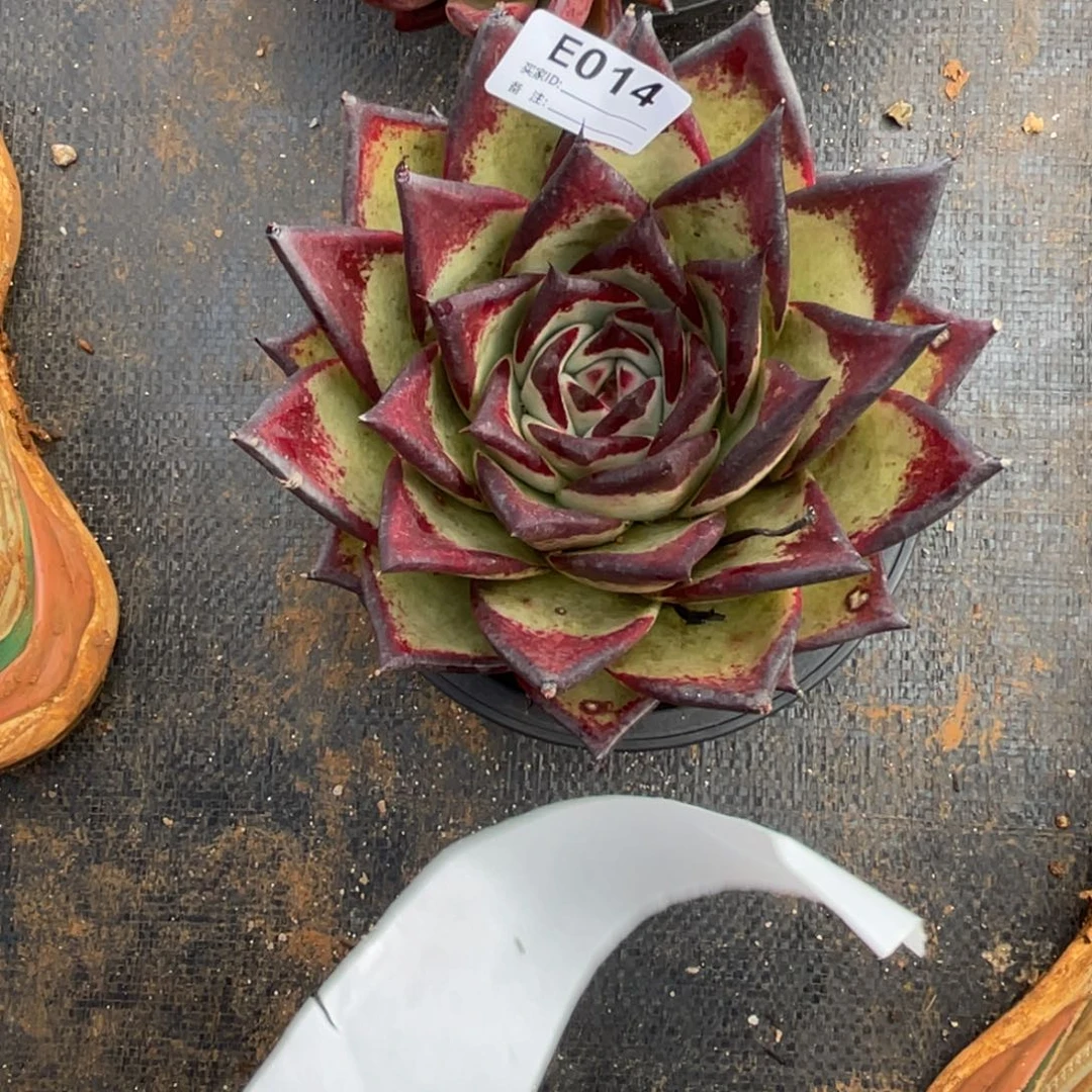 无花朵若如东云单拍E014