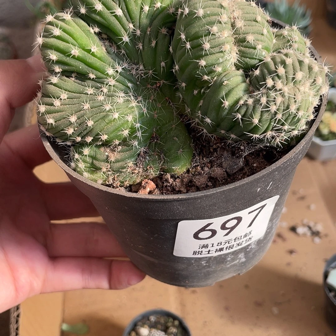 697特价短毛丸缀化