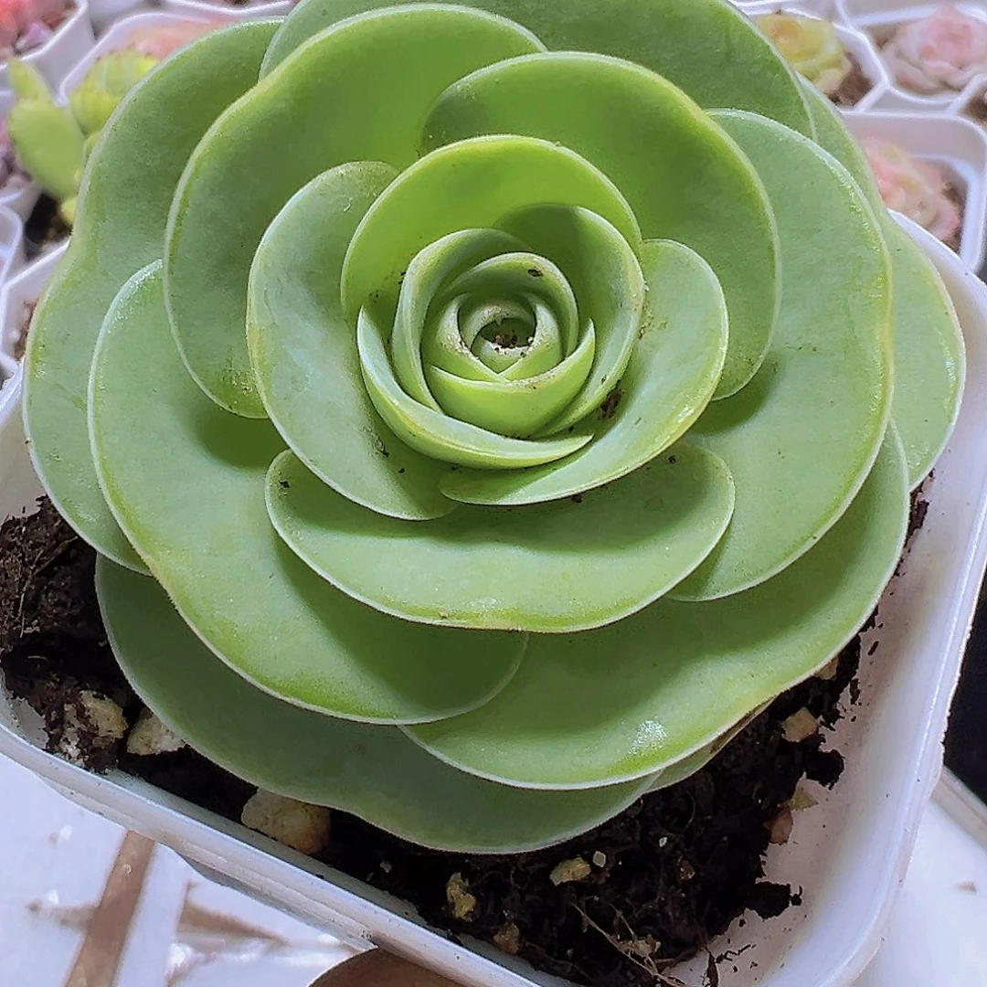 纯白玉鸡蛋19包邮