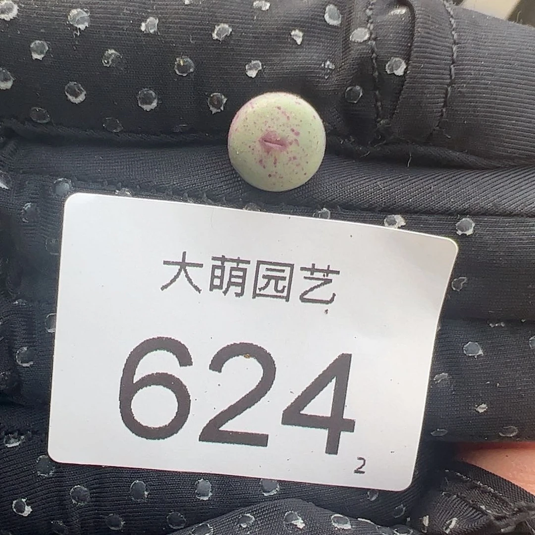 0000624量拍SH2736红嘴1颗