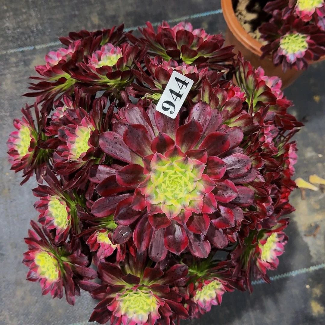 944天河多肉植物