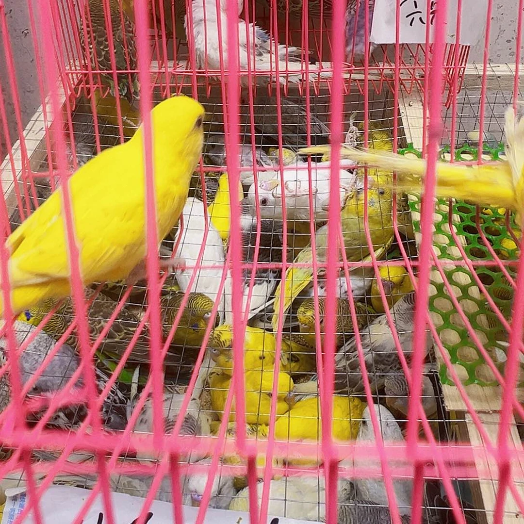 笑****虎皮鹦鹉红眼两只
