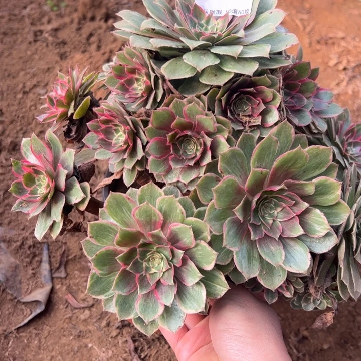 莲花座多肉植物874.