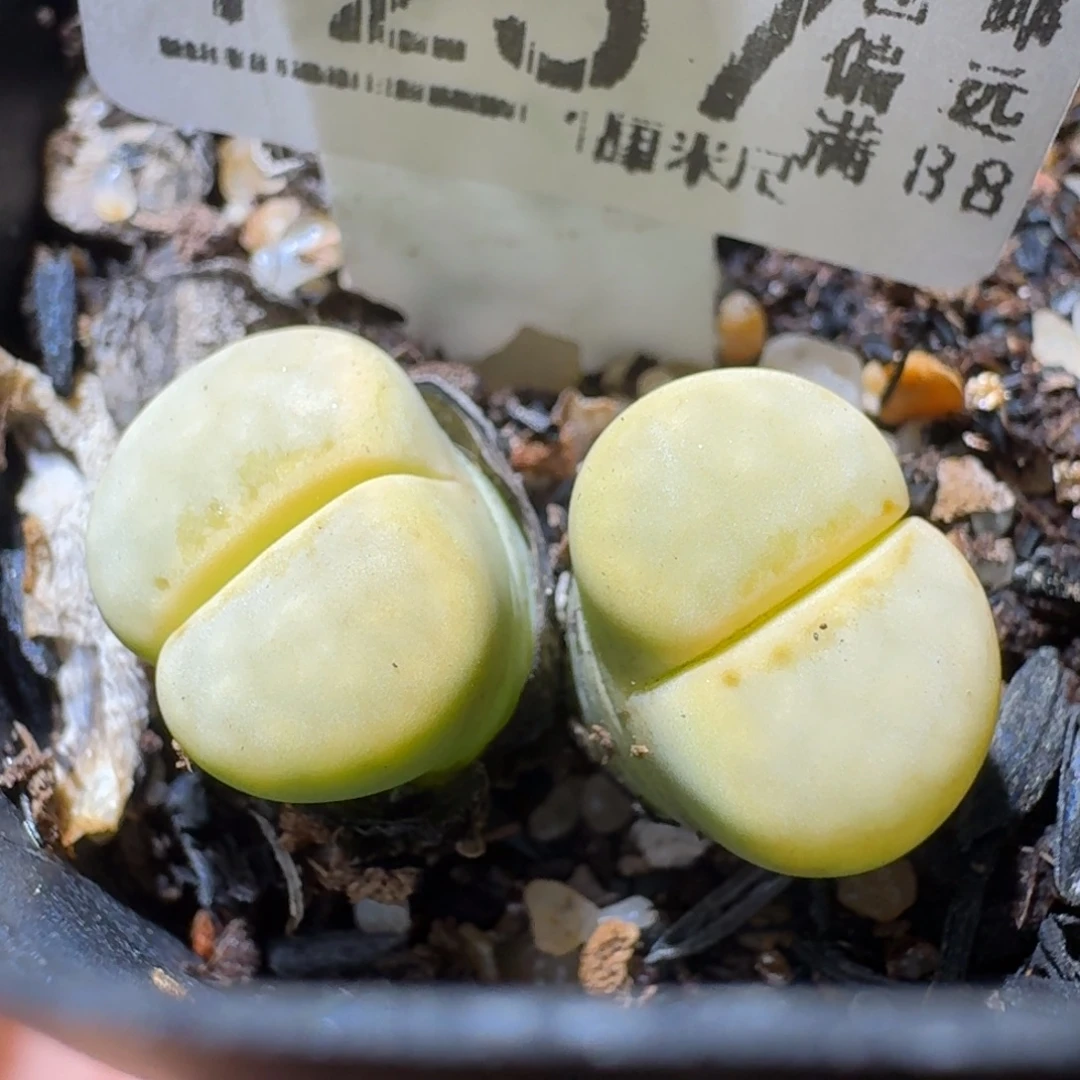 Sss精品花清货了1257