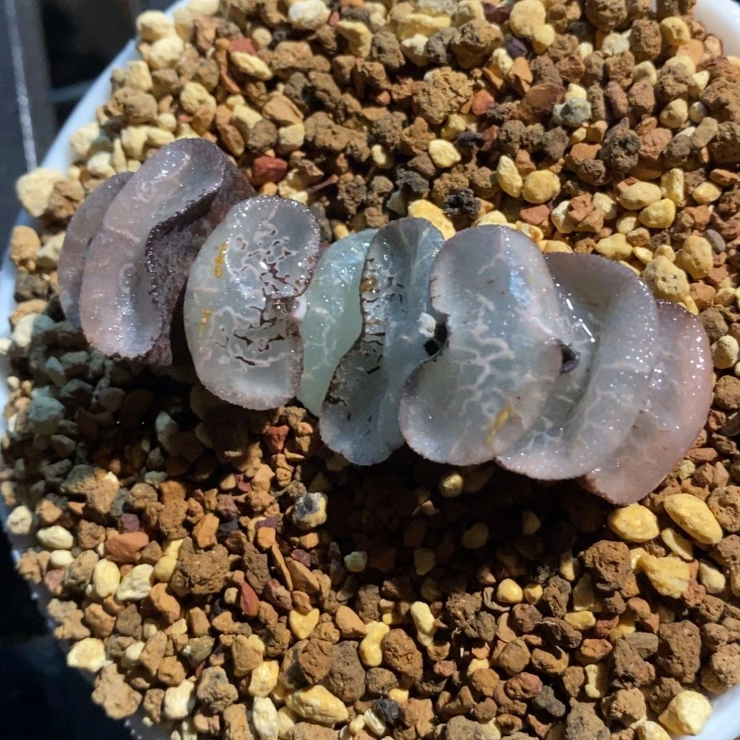 一颗大宽叶浮躁玉扇