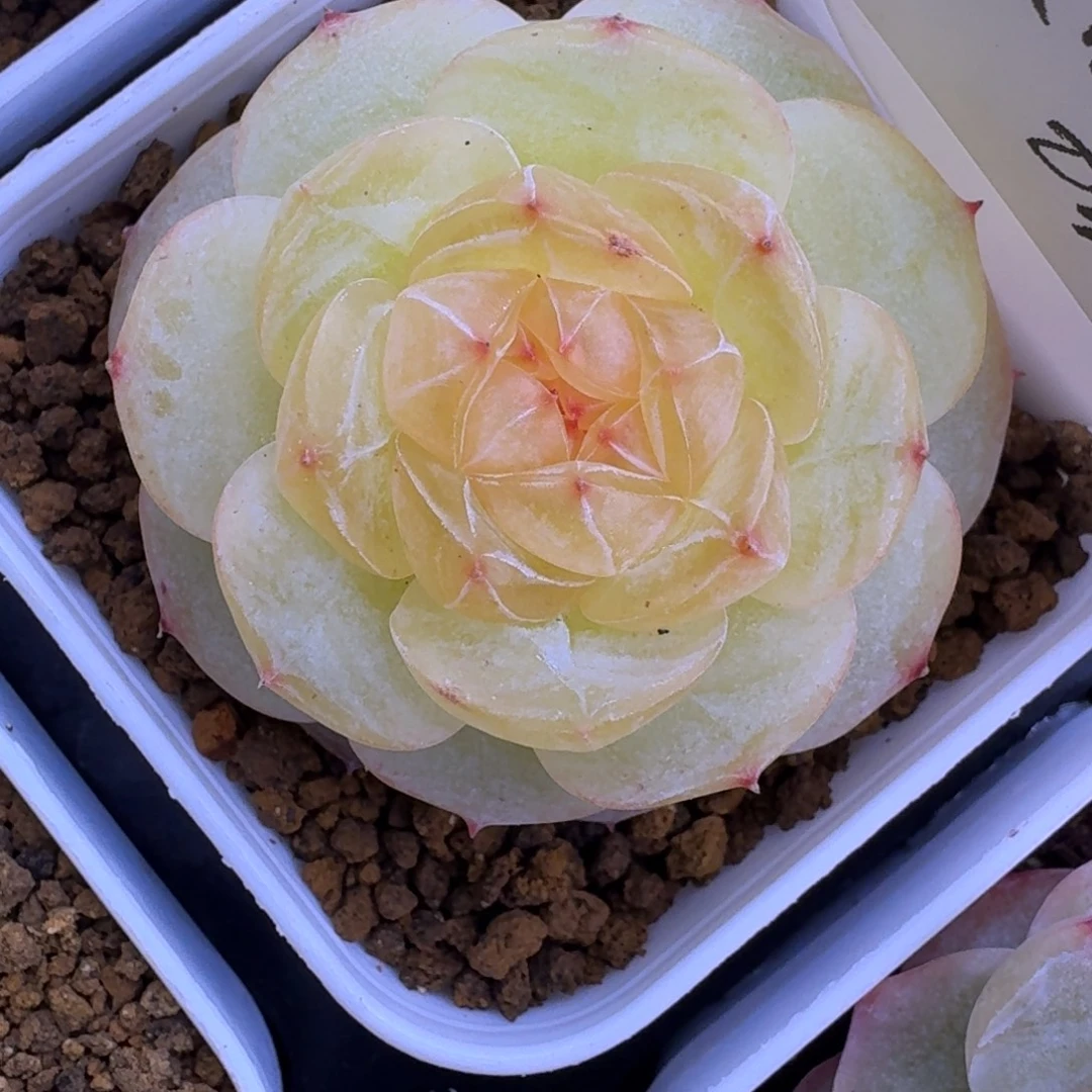 0102-42-芳草19单头一颗多肉